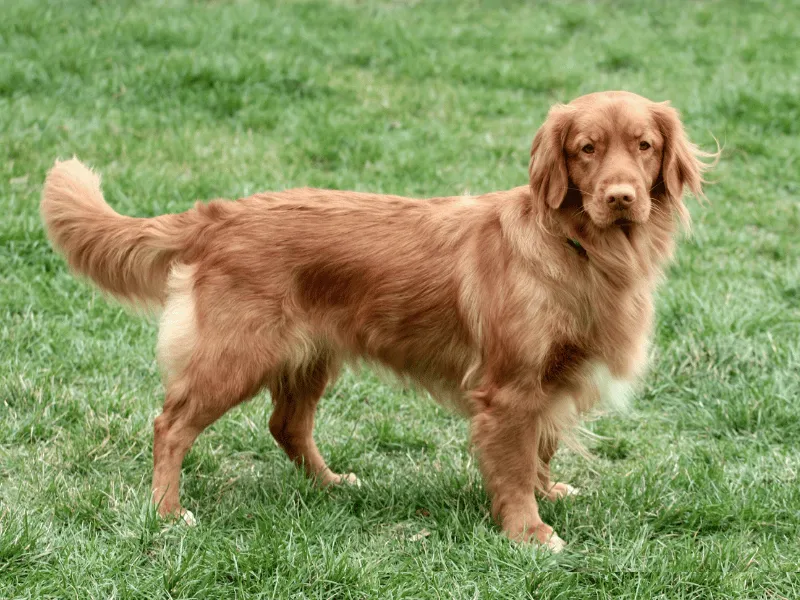Nova Scotia Duck Tolling Retriever near water, showcasing its waterproof coat