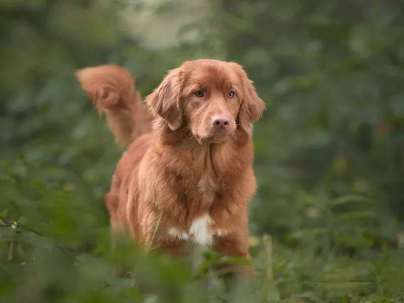 Nova Scotia Duck Tolling Retriever with a happy, alert expression