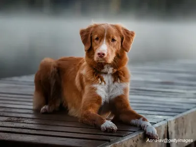 Nova Scotia Duck Tolling Retriever