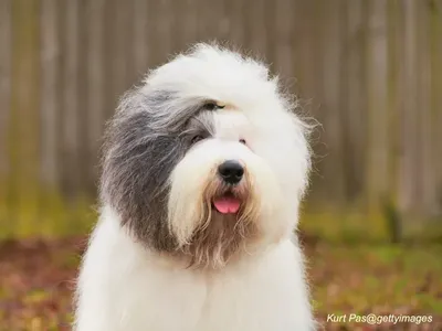 Old English Sheepdog with shaggy coat