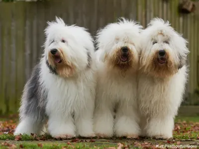 Old English Sheepdog with shaggy coat