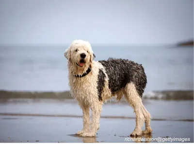Old English Sheepdog with shaggy coat
