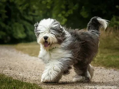 Old English Sheepdog with shaggy coat