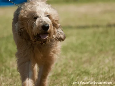 Otterhound