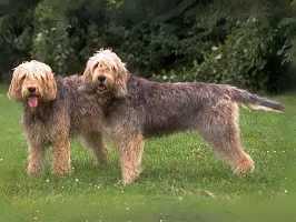 Otterhound