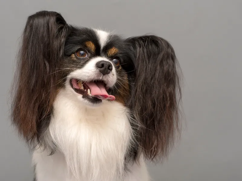 Papillon head portrait
