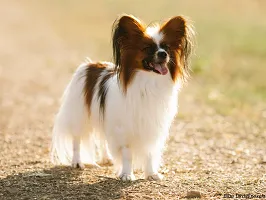 Papillon