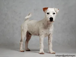 Parson Russell Terrier