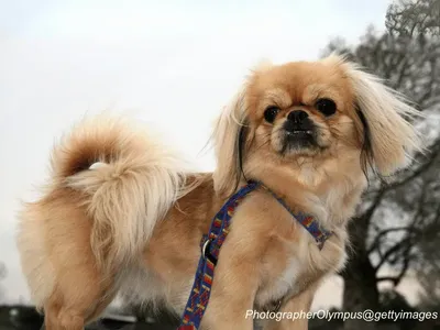 Pekingese