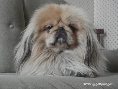 Pekingese