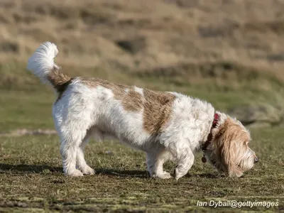 Petit Basset Griffon Vendéen