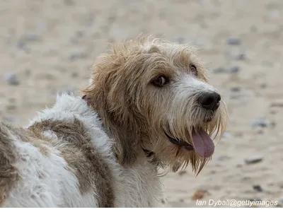 Petit Basset Griffon Vendéen