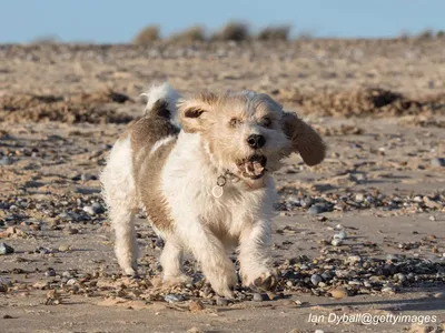 Petit Basset Griffon Vendéen