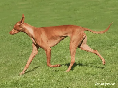 Pharaoh Hound