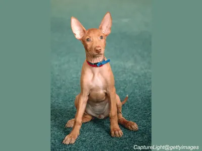 Pharaoh Hound