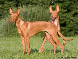 Pharaoh Hound
