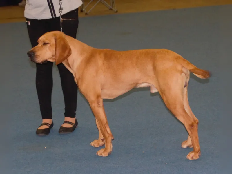 Plott Hound