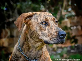Plott Hound