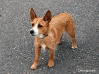 Portuguese Podengo Pequeno