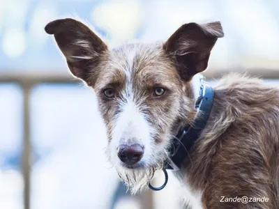 Portuguese Podengo Pequeno