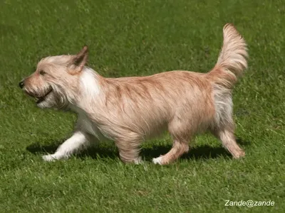 Portuguese Podengo Pequeno