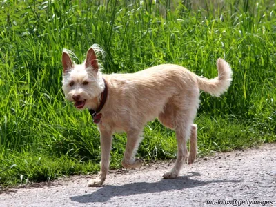 Portuguese Podengo Pequeno