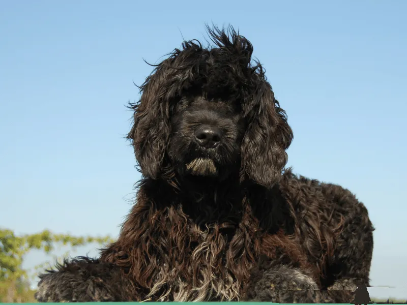 Black Portuguese Water Dog