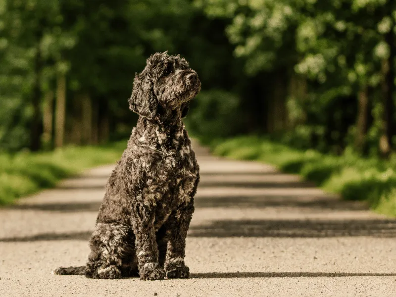 Portuguese Water Dog sitting elegantly outside