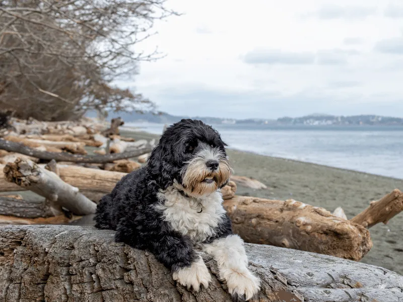 Portuguese Water Dog relaxing on some rocks by the water
