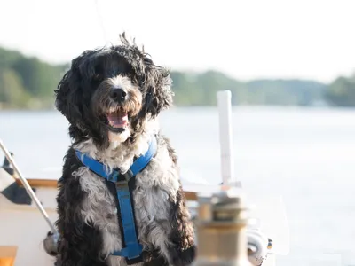 Portuguese Water Dog
