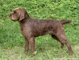 Pudelpointer