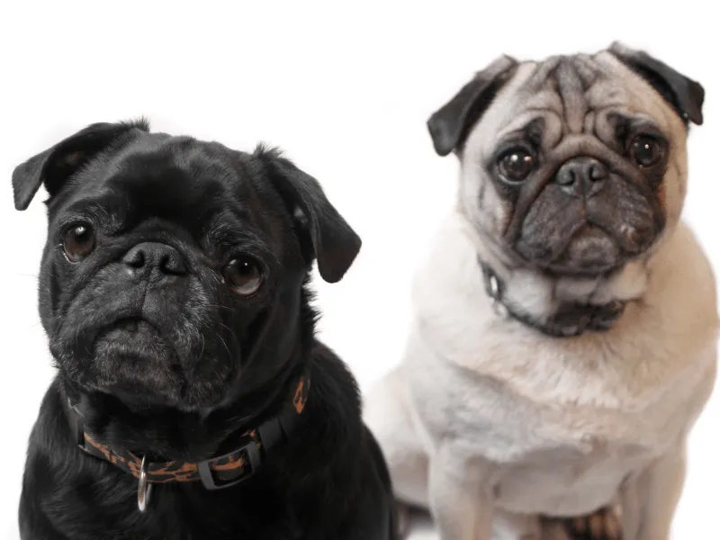 Black Pug and fawn pug