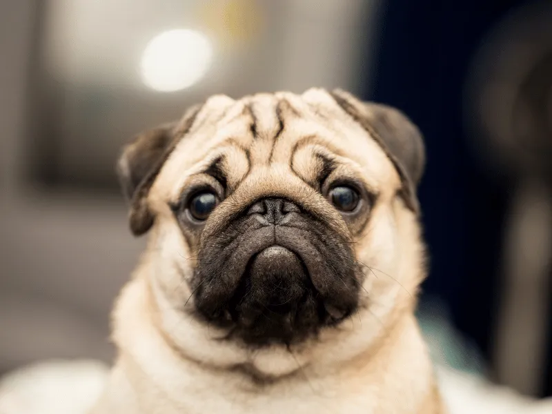 Pug head portrait