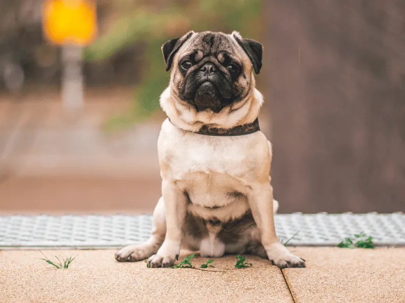 Pug sitting outside