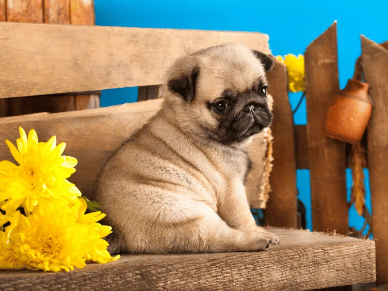 Pug puppy