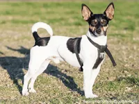 Rat Terrier