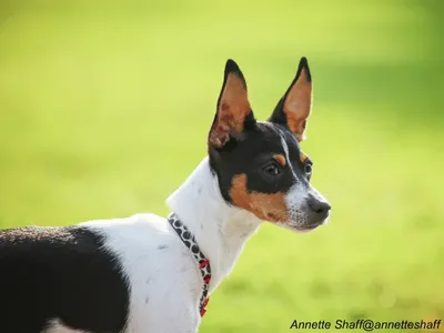 Rat Terrier