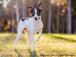 Rat Terrier