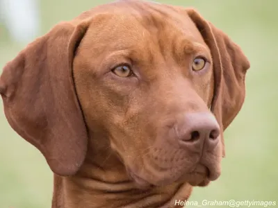 Redbone Coonhound