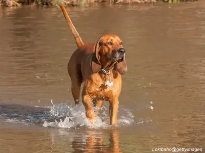 Redbone Coonhound