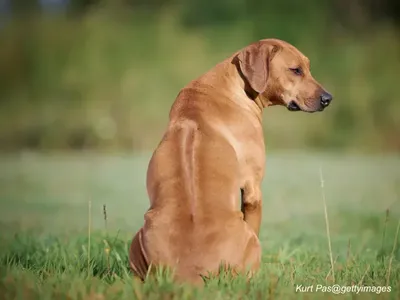 Rhodesian Ridgeback