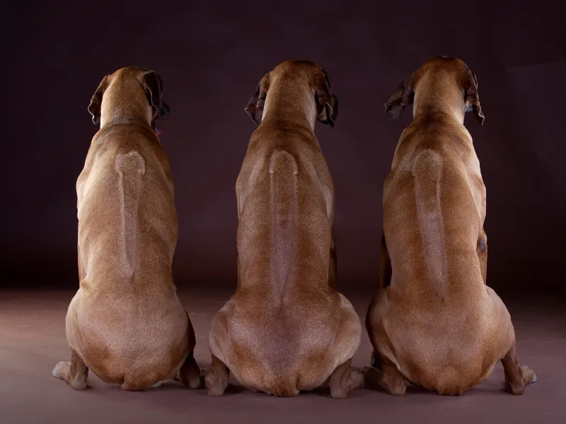 Three Rhodesian Ridgebacks portrait showing the distinctive ridges