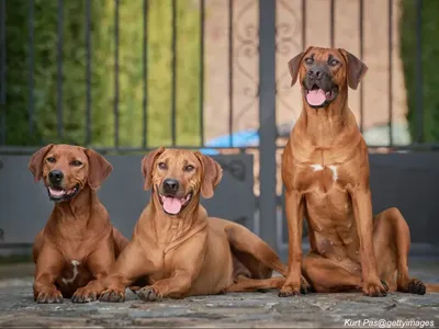 Rhodesian Ridgeback
