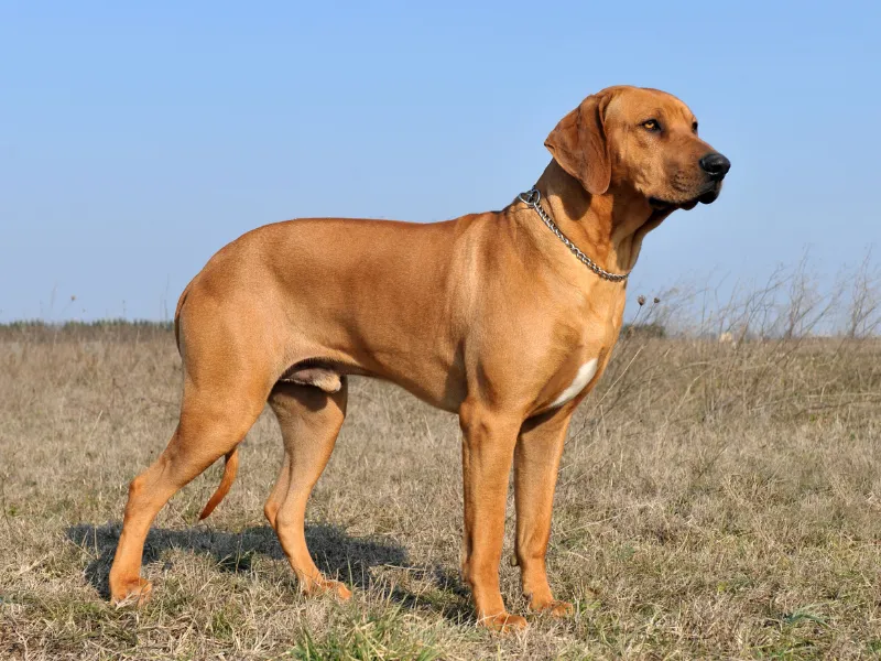 Rhodesian Ridgeback standing at attention in a field