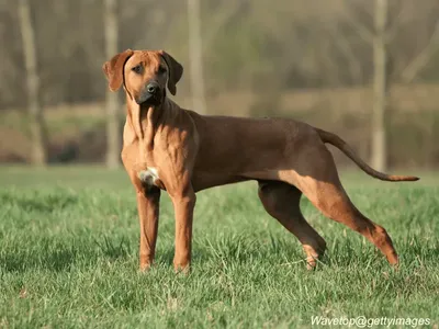 Rhodesian Ridgeback