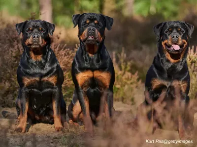 Rottweiler