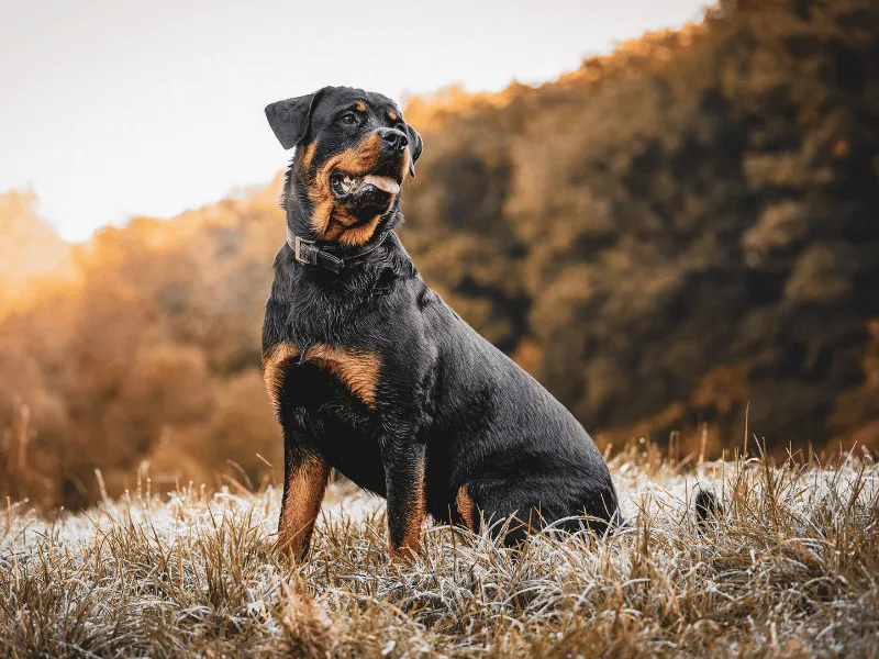 Rottweiler sitting outside