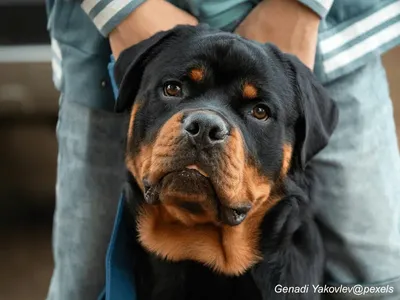 Rottweiler