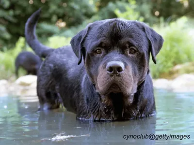Rottweiler