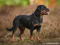 Rottweiler - Powerful Guardian